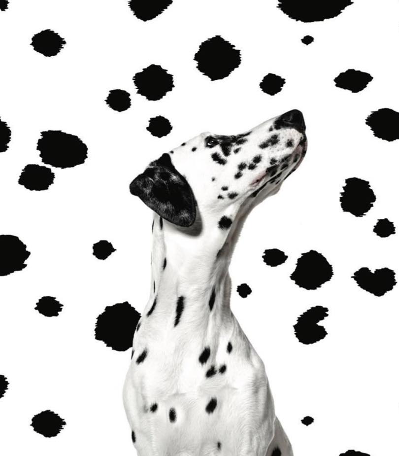 117792826_2966147043491575_1953543425603012066_n En manque d'inspiration déco ?