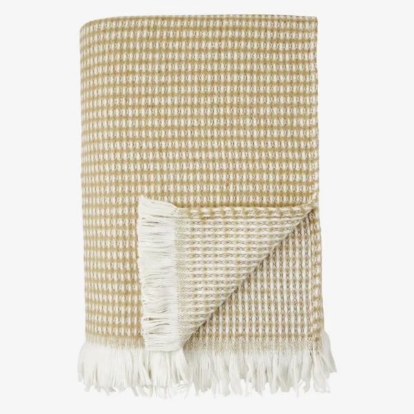 plaid akaccio